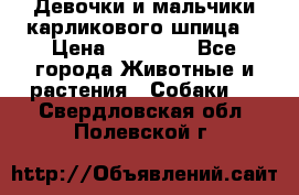 Девочки и мальчики карликового шпица  › Цена ­ 20 000 - Все города Животные и растения » Собаки   . Свердловская обл.,Полевской г.